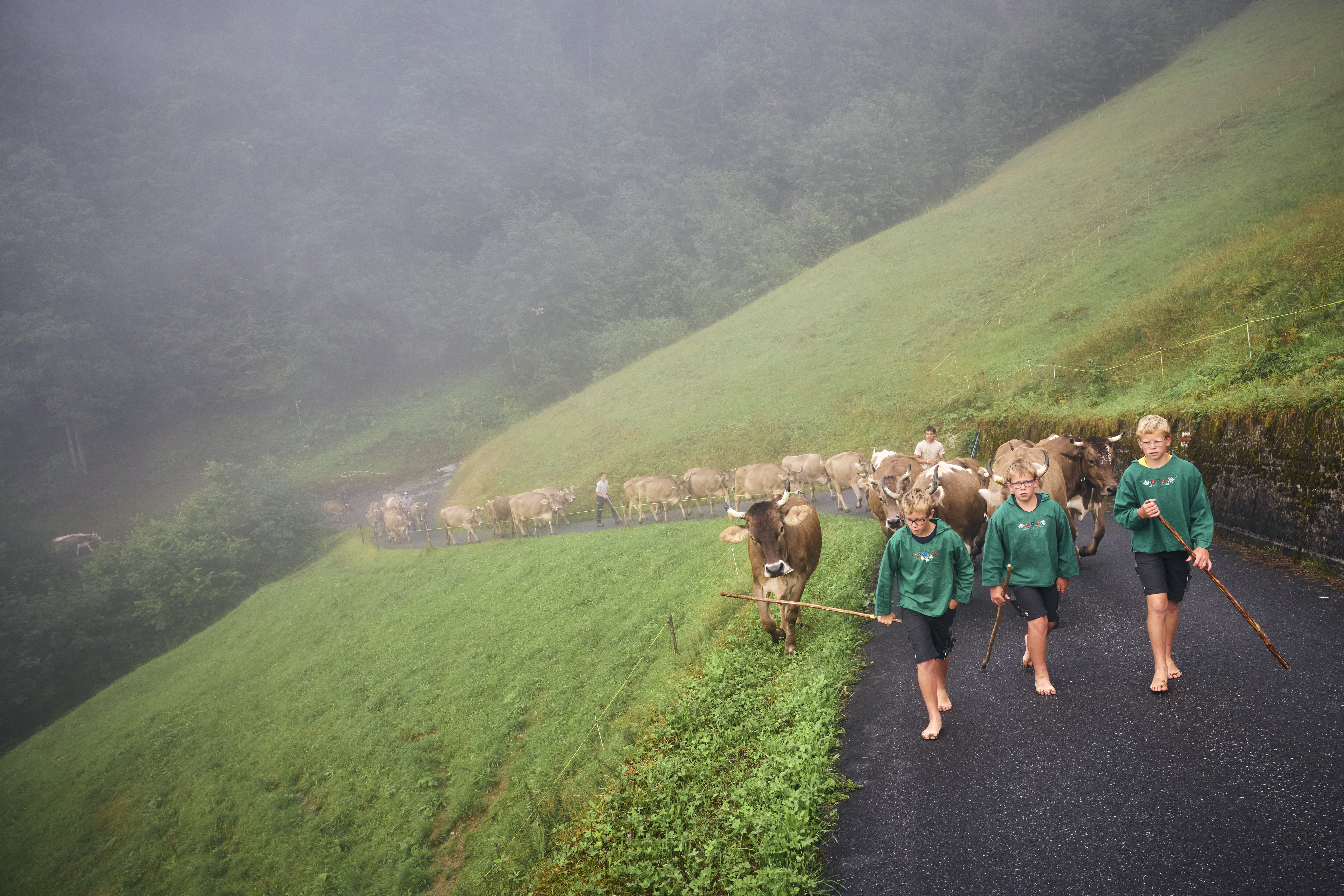 Alpaufzug von Unterstaffel zur Mittelstaffel. Früh am Morgen treibt Familie Hefti ihre Kühe auf die AlpGuetbächi.