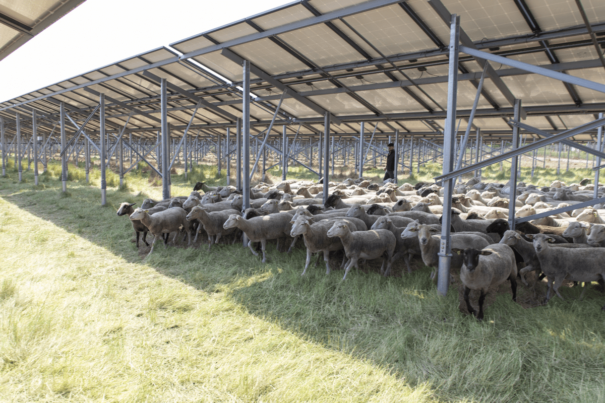 Agrivoltaik und Öko-Weide – 5 MWp