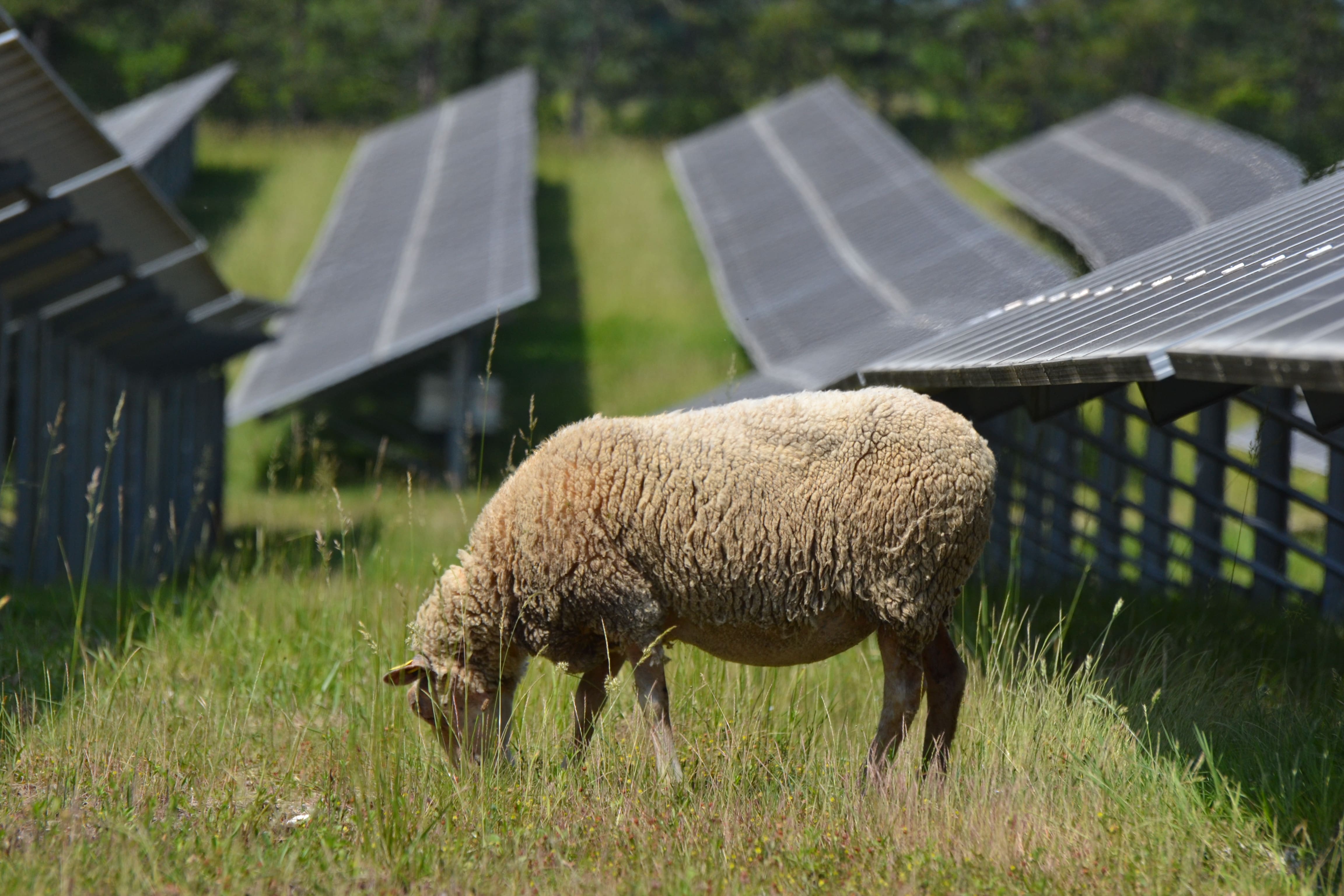 Agrivoltaik und Öko-Weide – 11,5 MWp