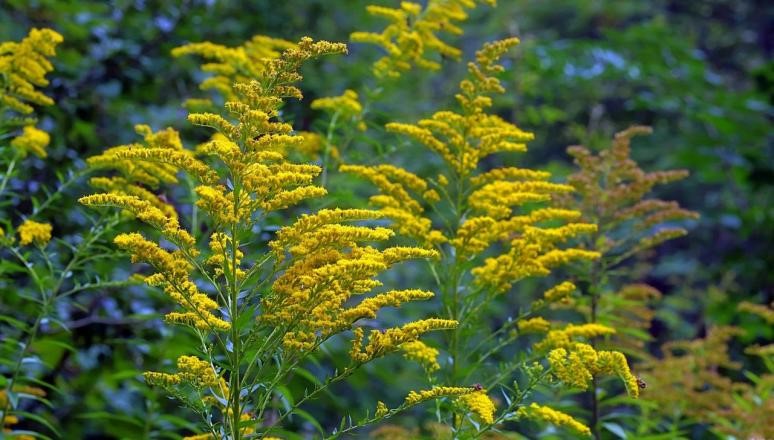 Bekämpfung von gebietsfremden invasiven Arten: Verursacher sollen zahlen