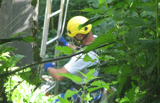 Der Aufstieg auf den Masten beginnt manchmal mitten im Gestrüpp