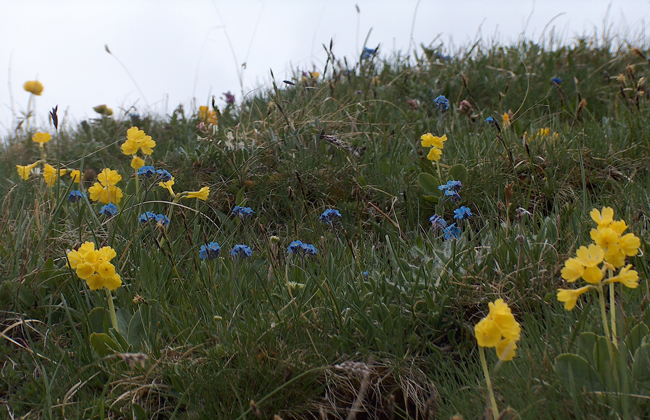 Schlüsselblümchen. Foto: Thomas Zimmerman