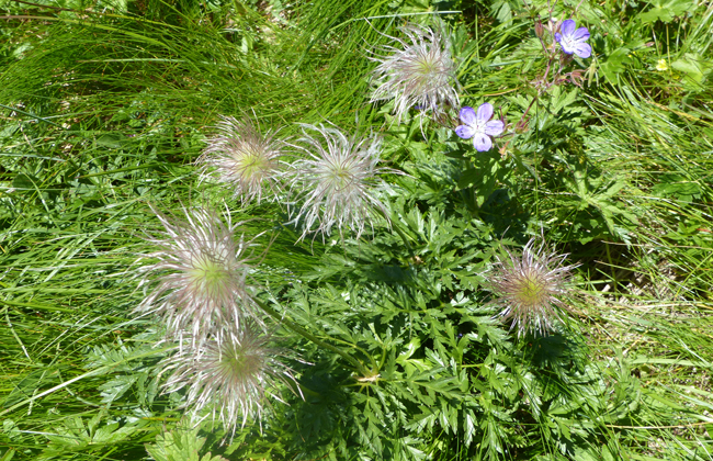 Splendour of flowers…. Photo: Thomas Zimmerman