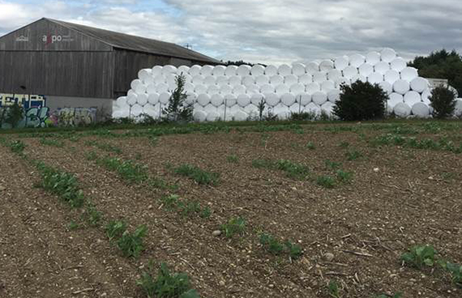 The silo bales in summer slumber at the Kompogas site