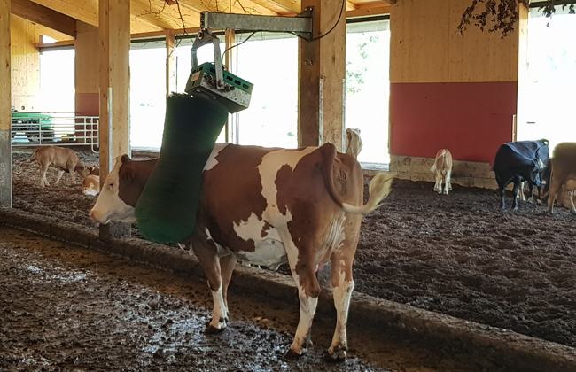Wellnessprogramm für die Kuh: nicht nur die Einstreu hält die Tiere sauber, auch bürsten hilft.