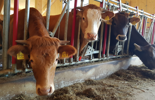 Various beef cattle breeds are at home on the farm in Hittnau. Their well-being is Peter Jampen's top priority.
