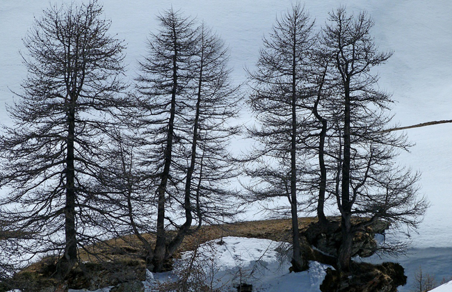 Die Lärche ist ein sommergrüner Baum und wirft im Spätherbst ihre nadelförmigen Blätter ab. Im Winter sind die Bäume kahl.