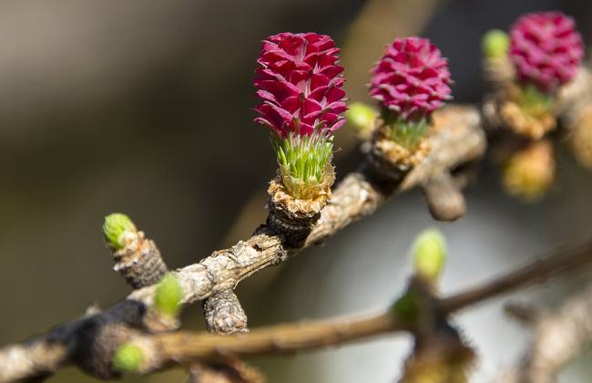 The larch cones can be green, red or purple.